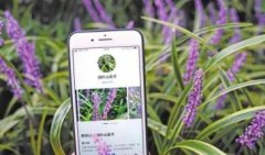 2021最新最全拍照识图软件合集=有哪些实用的拍照识图软件-拍照识图百科 2021最新最全拍照识图软件合集=有哪些实用的拍照识图软件-拍照识图百科