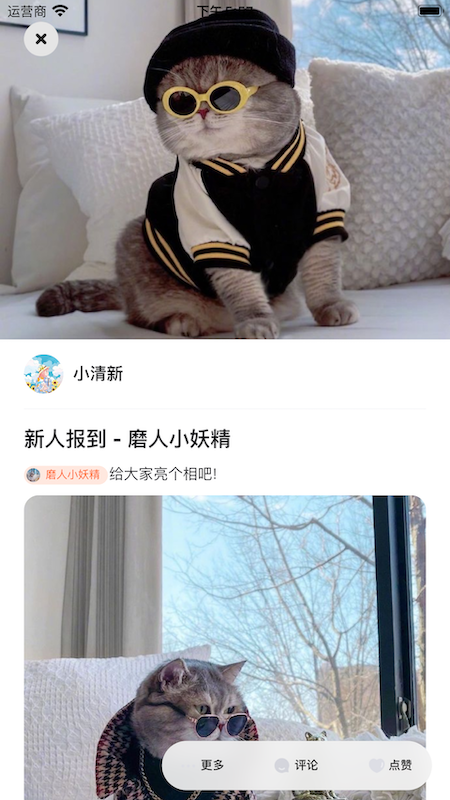 铲屎啦app安卓下载免费版