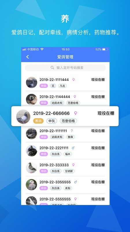 天下鸽谱下载