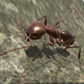 3d蚂蚁模拟器游戏最新版  v3.3.4