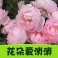 花朵爱消消游戏下载红包版  v1.0.0