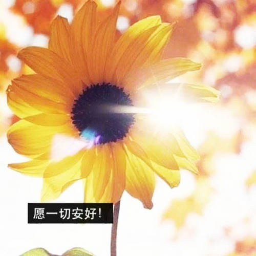 旧时微风拂晓城 | 画扇悲风殇月夜